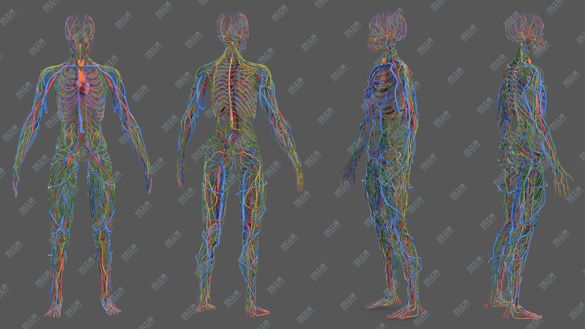 images/goods_img/20210319/Male Cardiovascular Lymphaticand and Nervous Systems 3D model/2.jpg
